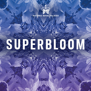 Superbloom Logo