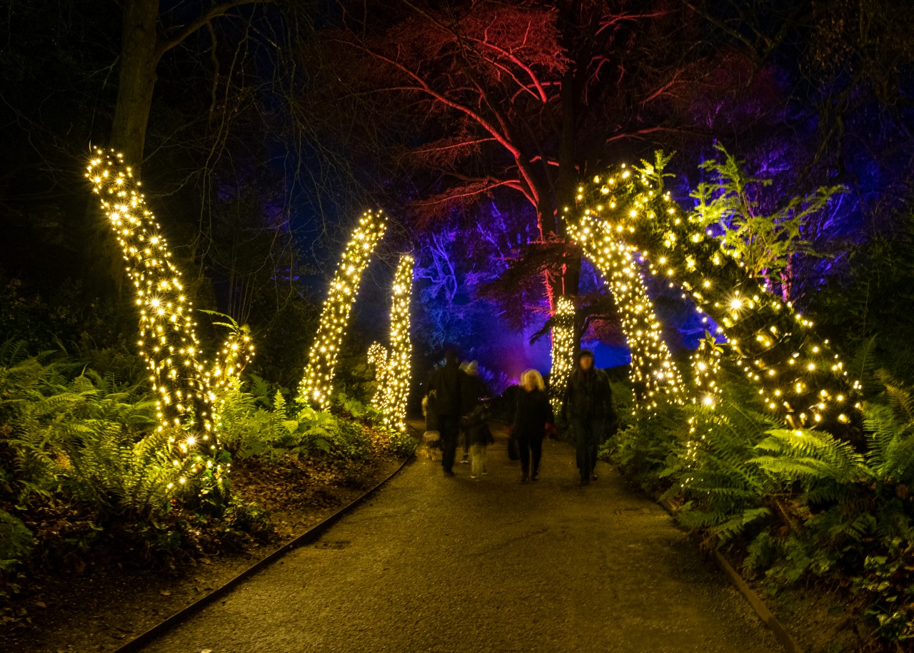 Winter Light Trail at Christmas at Waddesdon