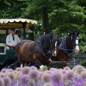 Easter Carriage Ride